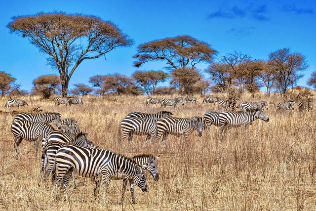 visum kenia beantragen dauer